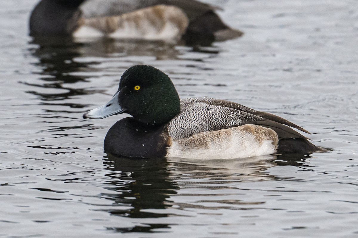 Морская чернеть - ML646185268