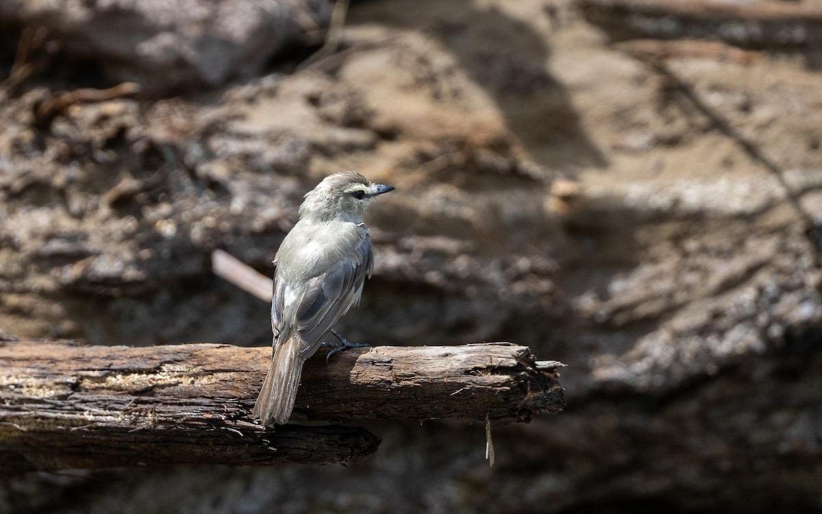 Drab Water Tyrant - ML646185270