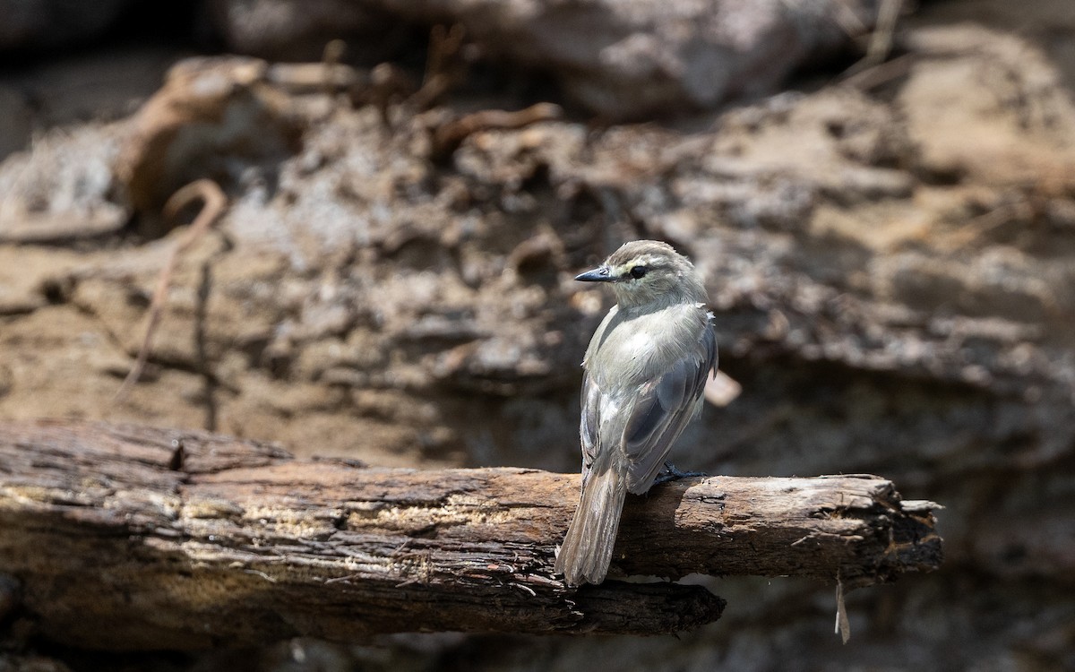 Drab Water Tyrant - ML646185271