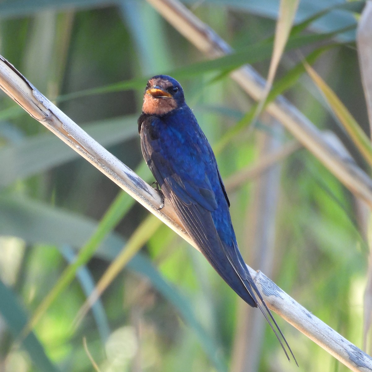Ластівка сільська - ML646185272