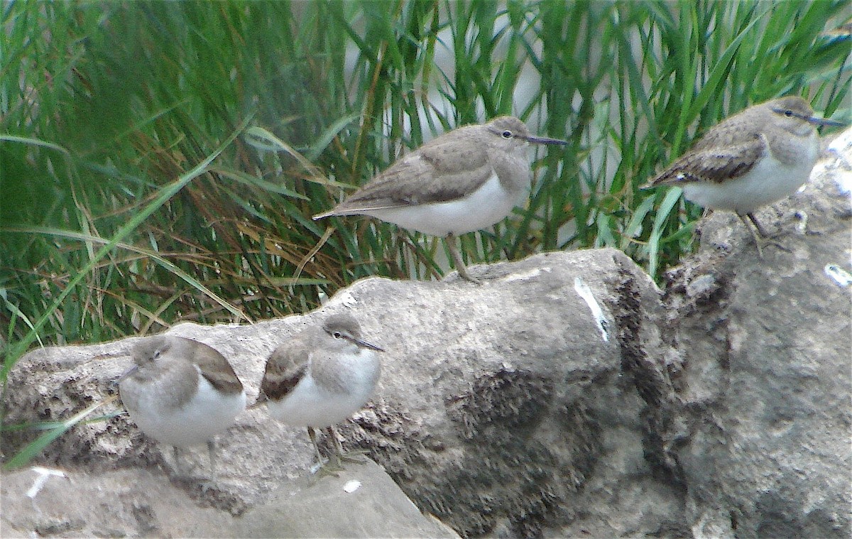 Перевозчик - ML646185274