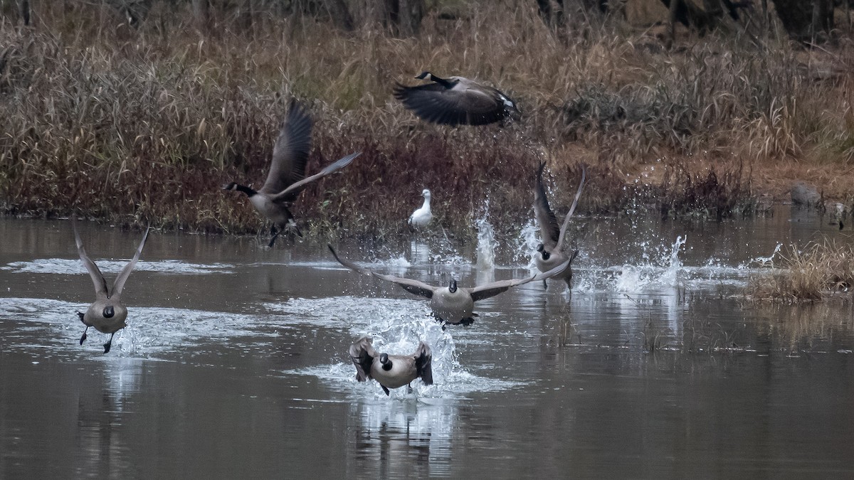 Ross's Goose - ML646185275
