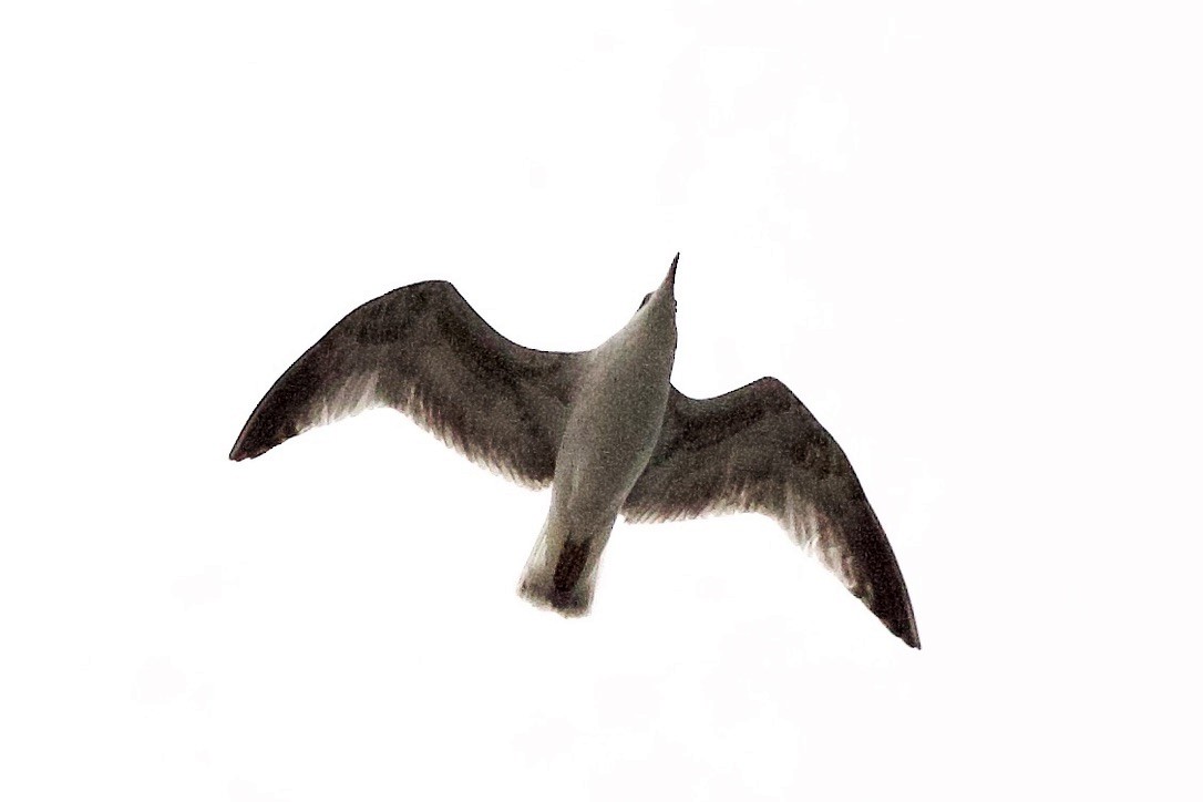 Common Gull - ML646185276