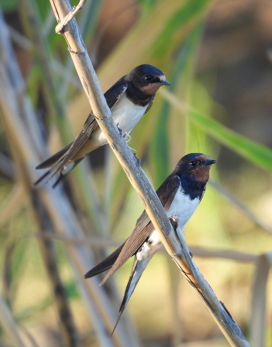 Ластівка сільська - ML646185278