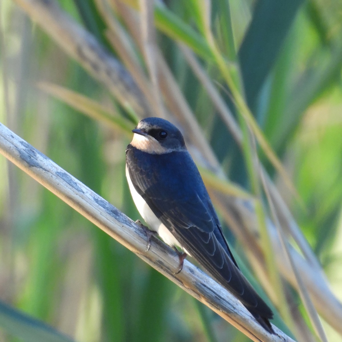 Ластівка сільська - ML646185279