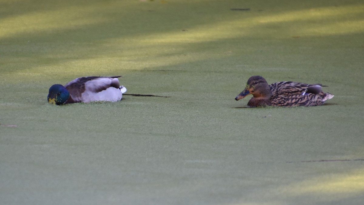 Mallard - ML646185281