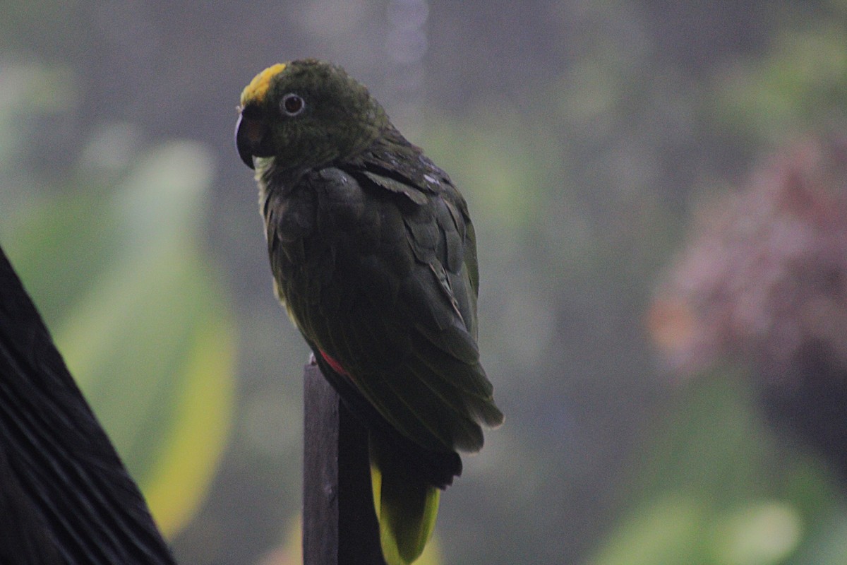Yellow-crowned Amazon - ML646185283