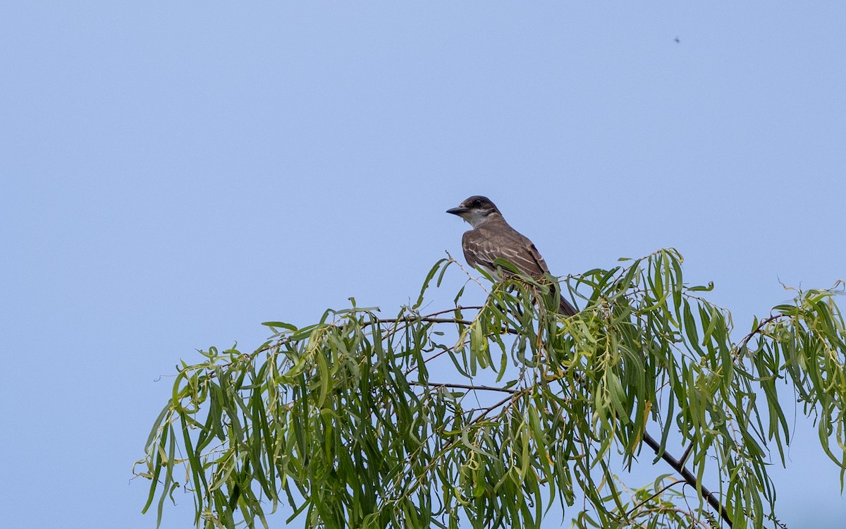 Tirano Oriental - ML646185290