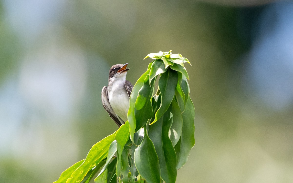 Tirano Oriental - ML646185291