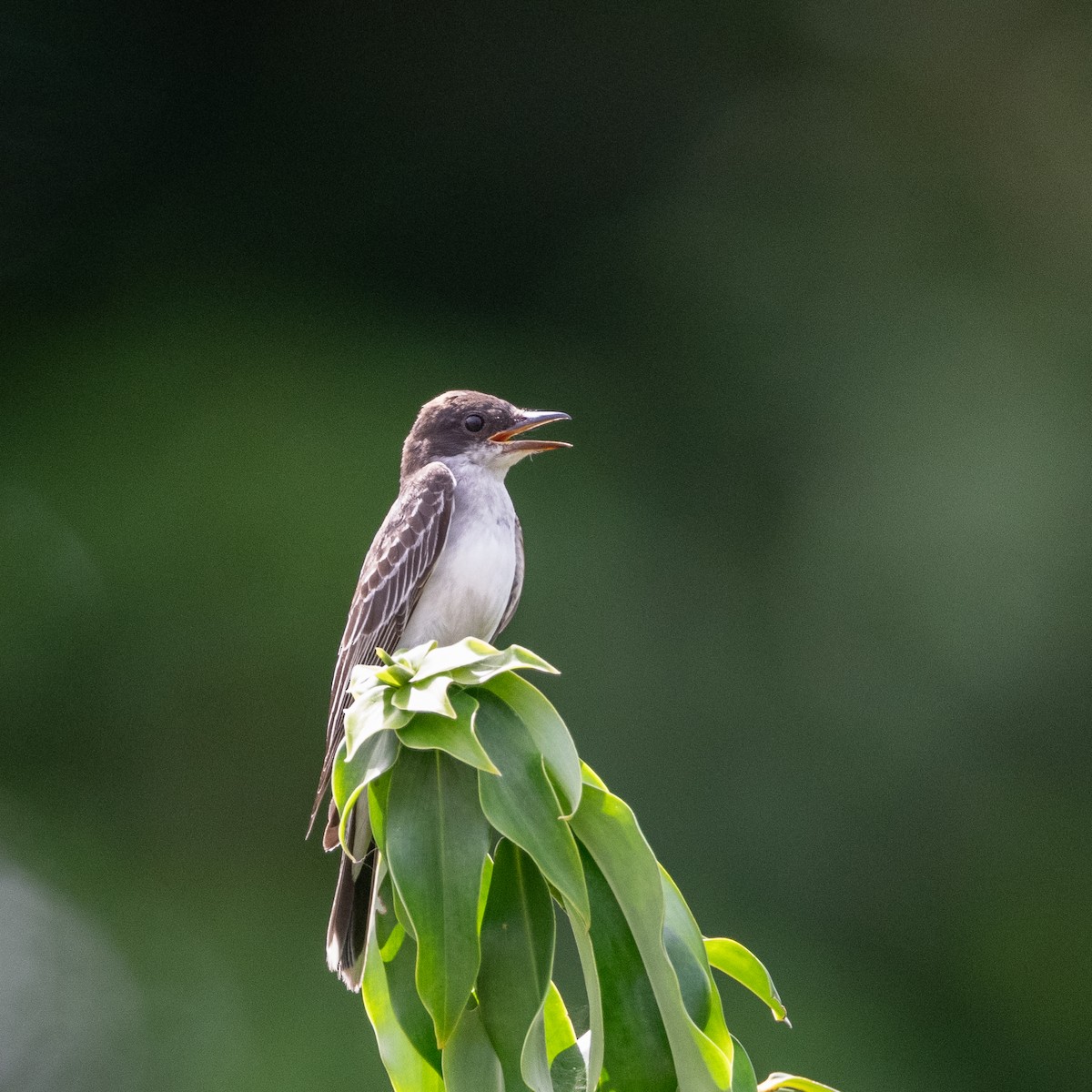 Tirano Oriental - ML646185292