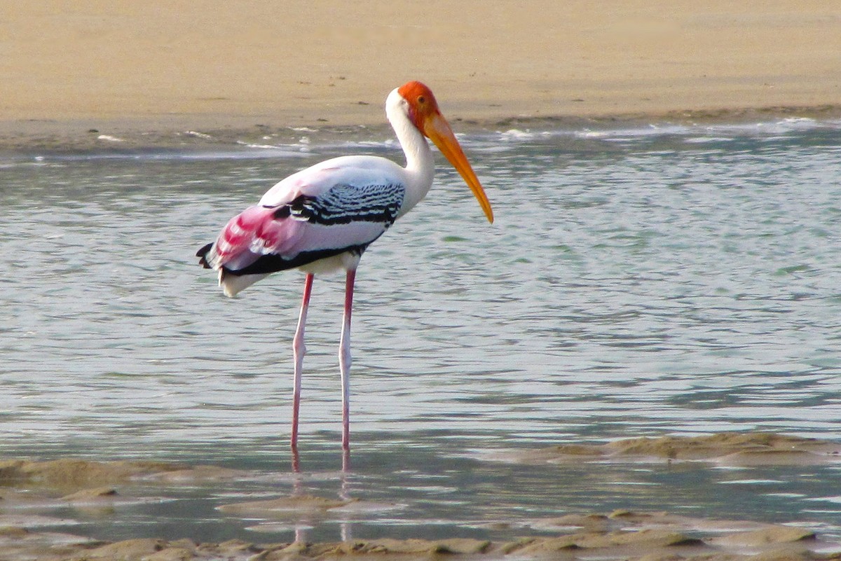 Painted Stork - ML646185295