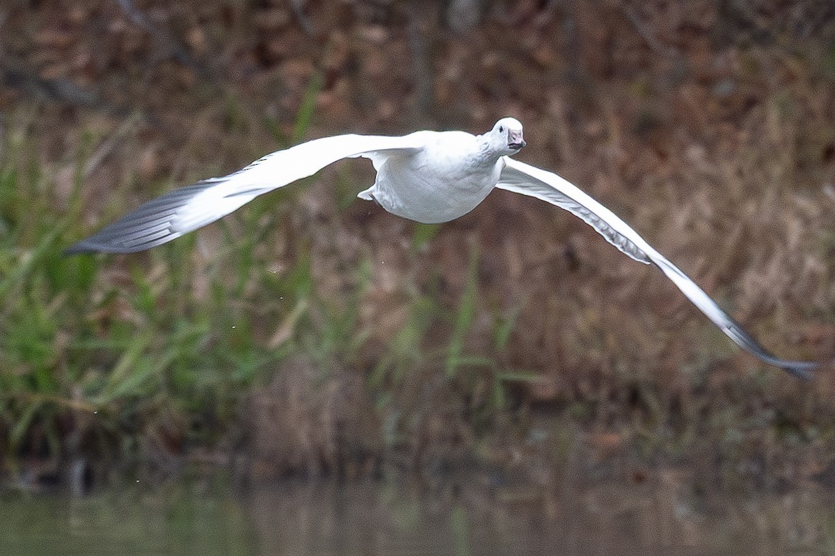 Ross's Goose - ML646185297