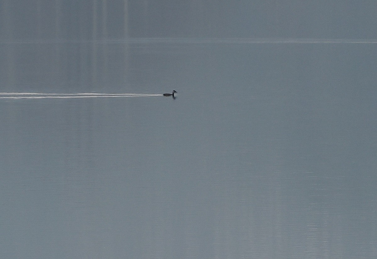 Ahatebeltz eurasiarra - ML646185301