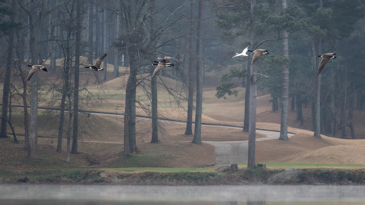 Ross's Goose - ML646185302