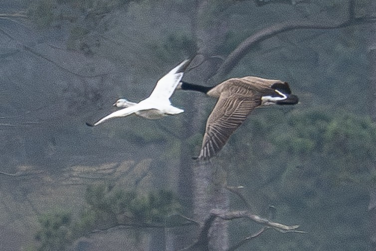 Ross's Goose - ML646185304