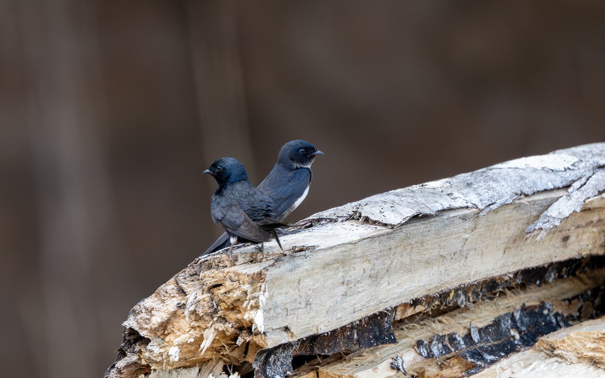 Weißbandschwalbe - ML646185308