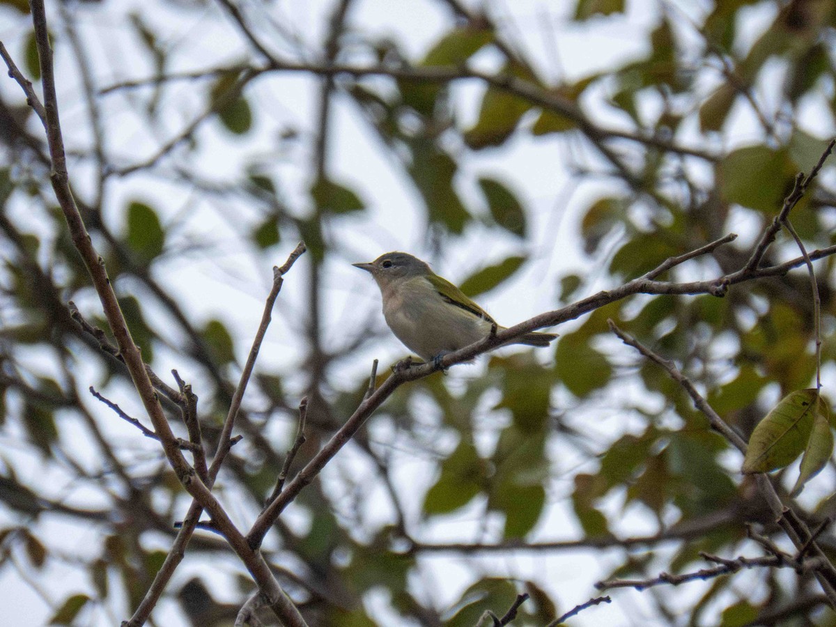 Chestnut-vented Conebill - ML646185319