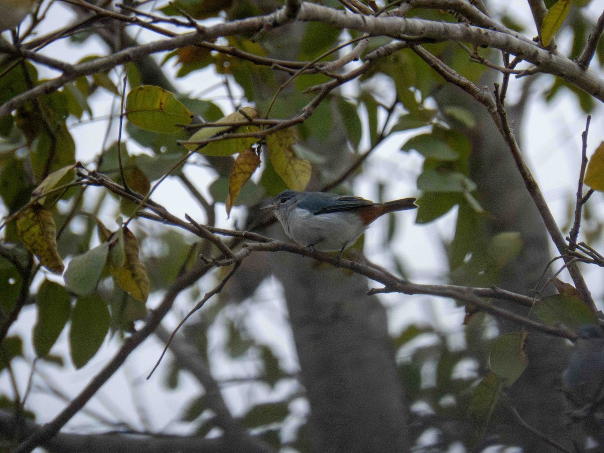 Chestnut-vented Conebill - ML646185320