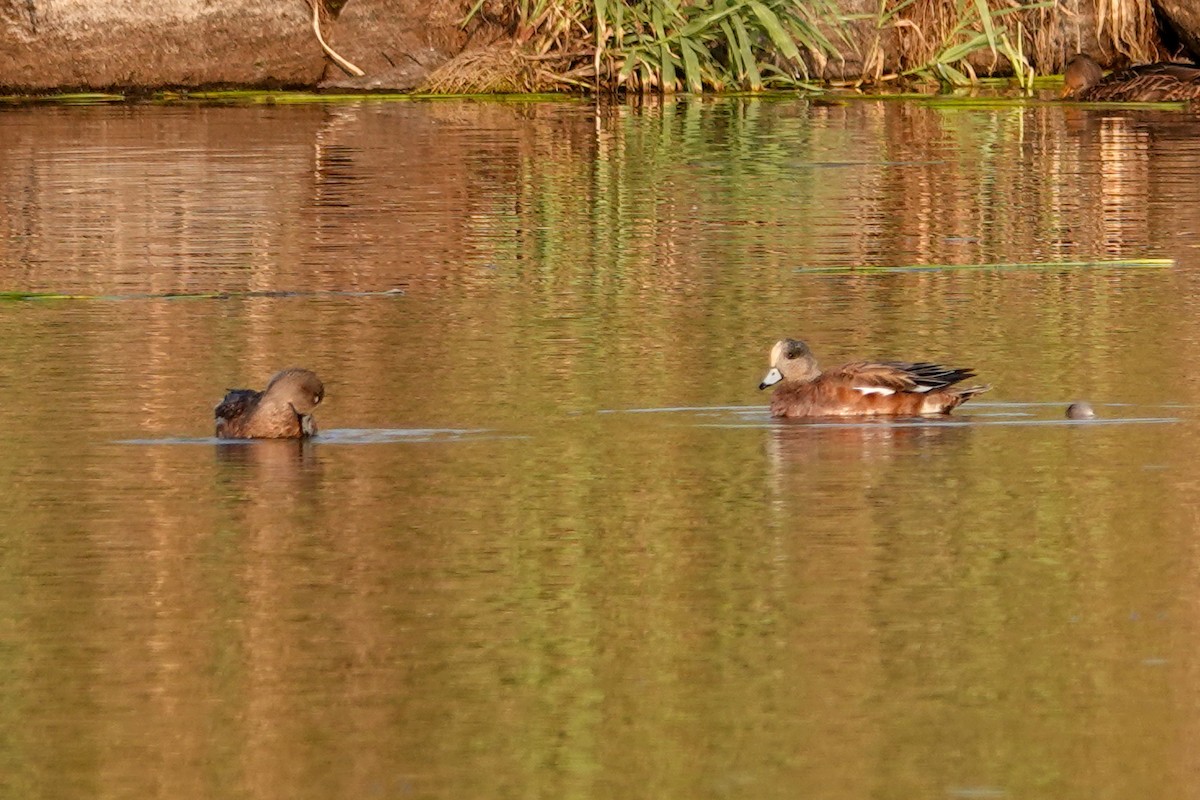 Свищ американський - ML646185325
