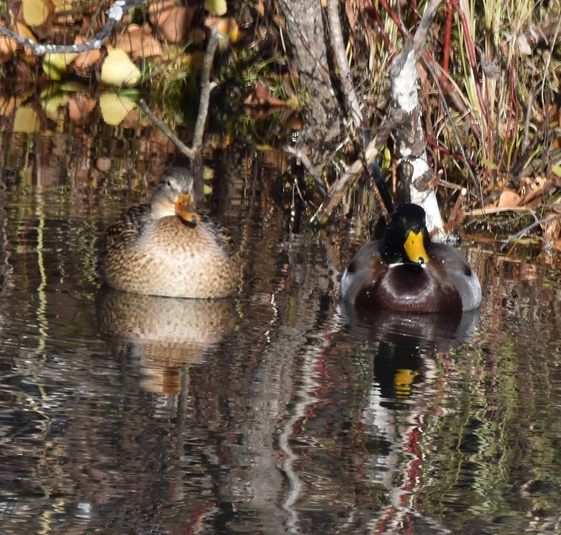 Mallard - ML646185330