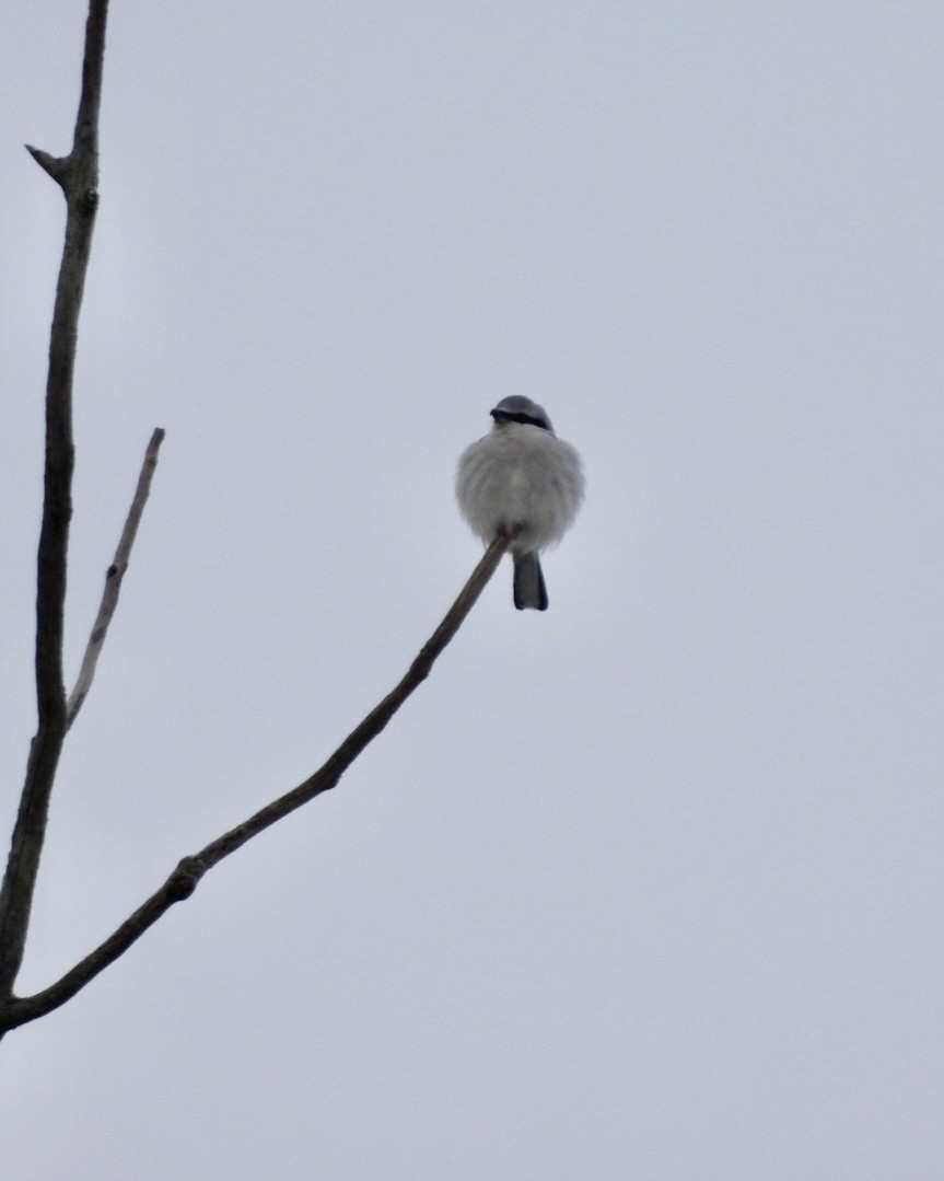 Alcaudón Boreal - ML646185336