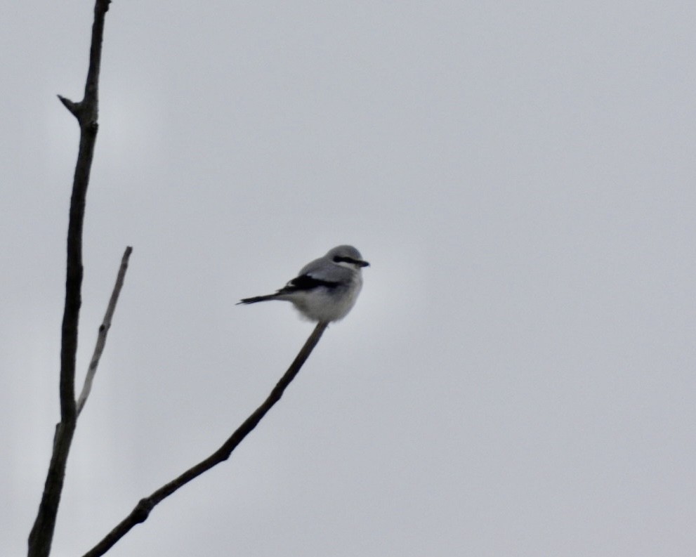 Alcaudón Boreal - ML646185337