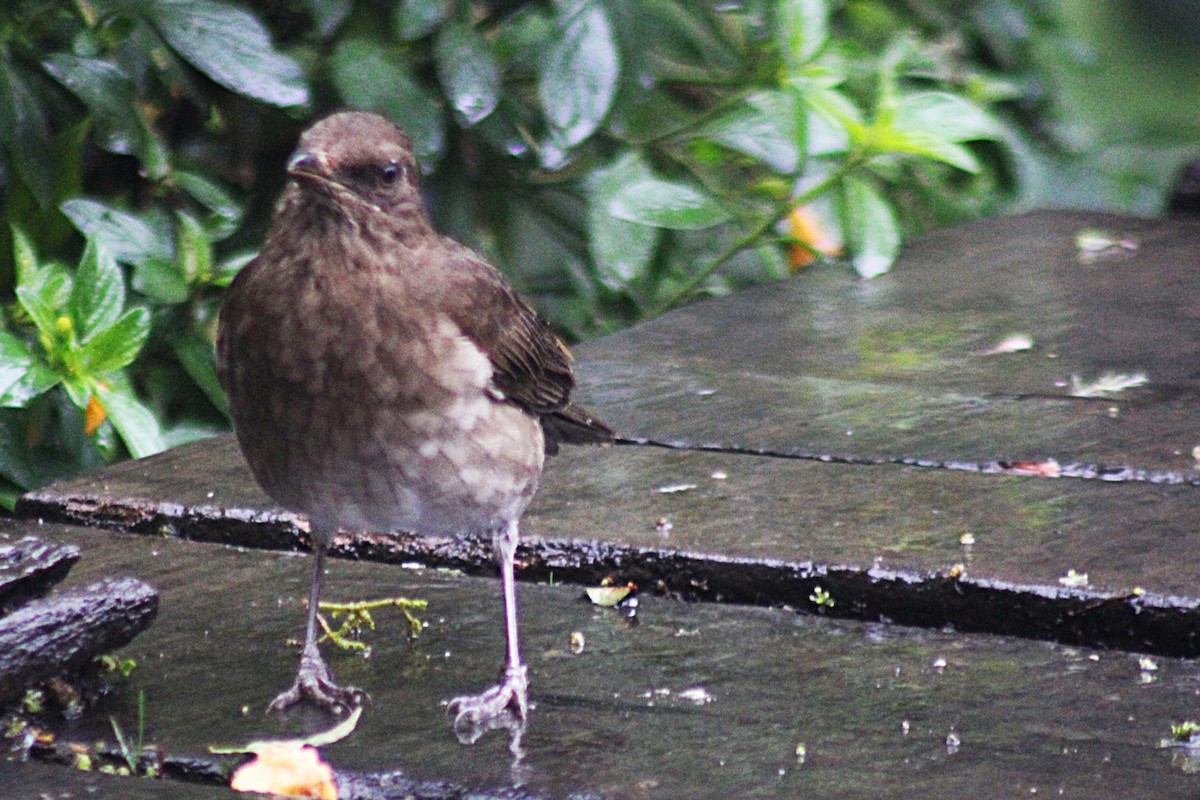 Black-billed Thrush - ML646185338