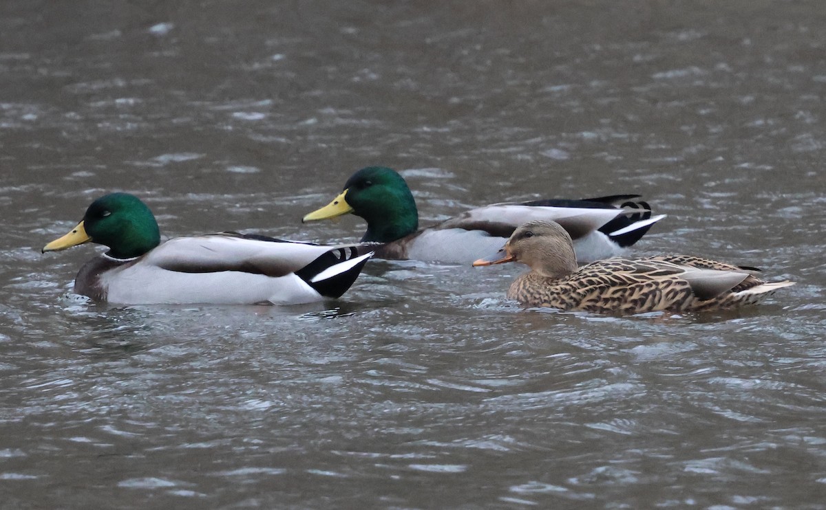 Mallard - ML646185339