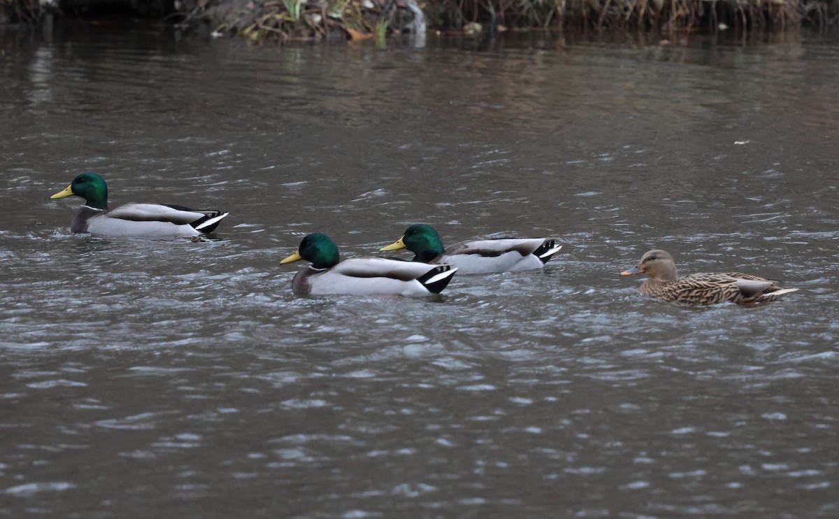 Mallard - ML646185340