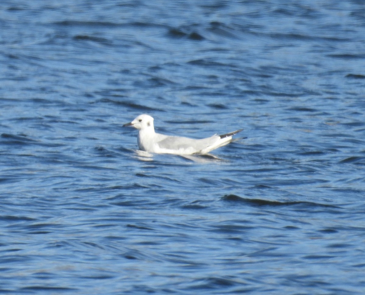 Bonaparte's Gull - ML646185346