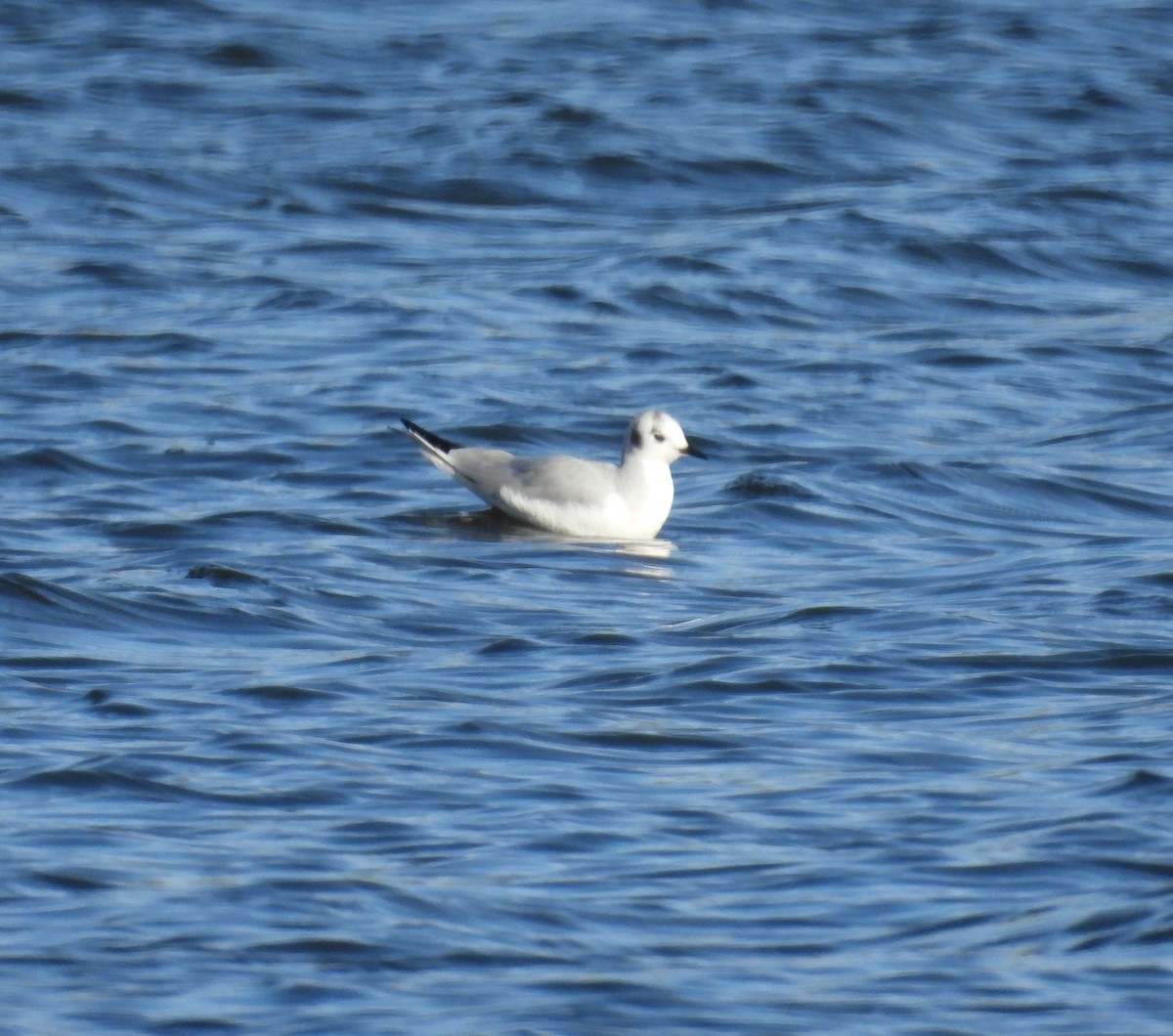 Bonaparte's Gull - ML646185347
