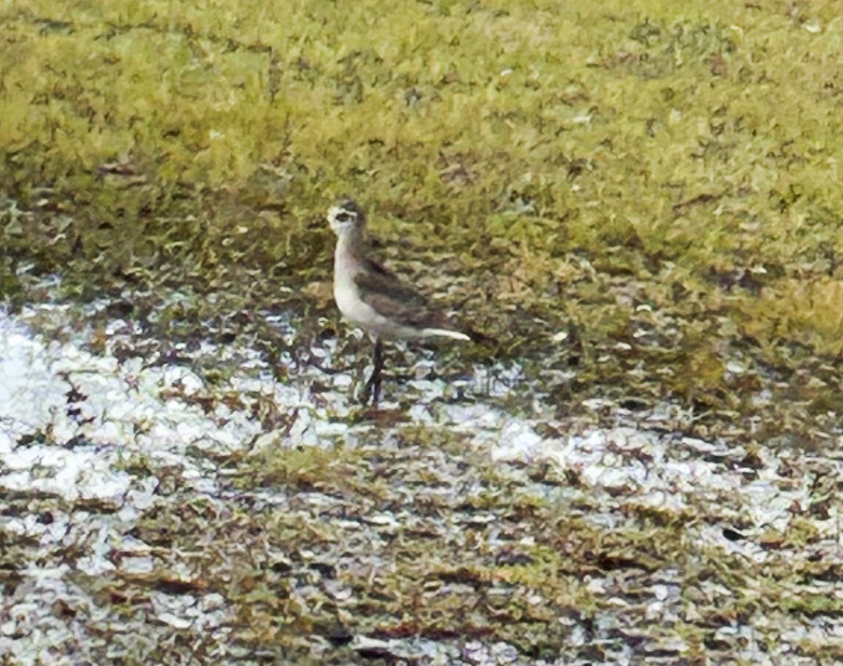 アメリカムナグロ - ML646185356