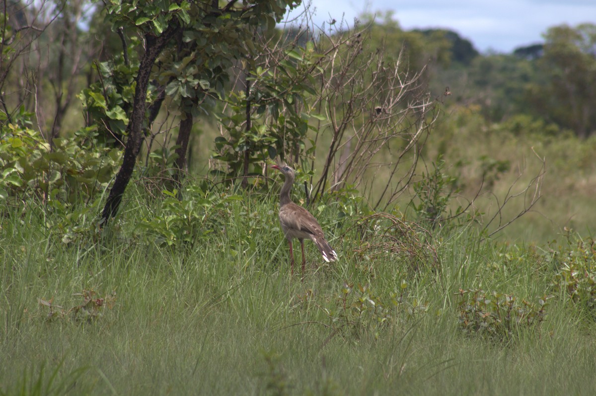 Red-legged Seriema - ML646185357