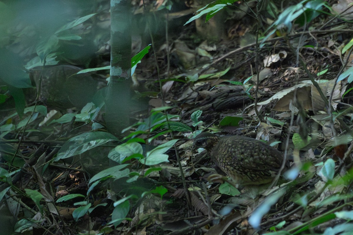 Scaly-breasted Partridge - ML646185358