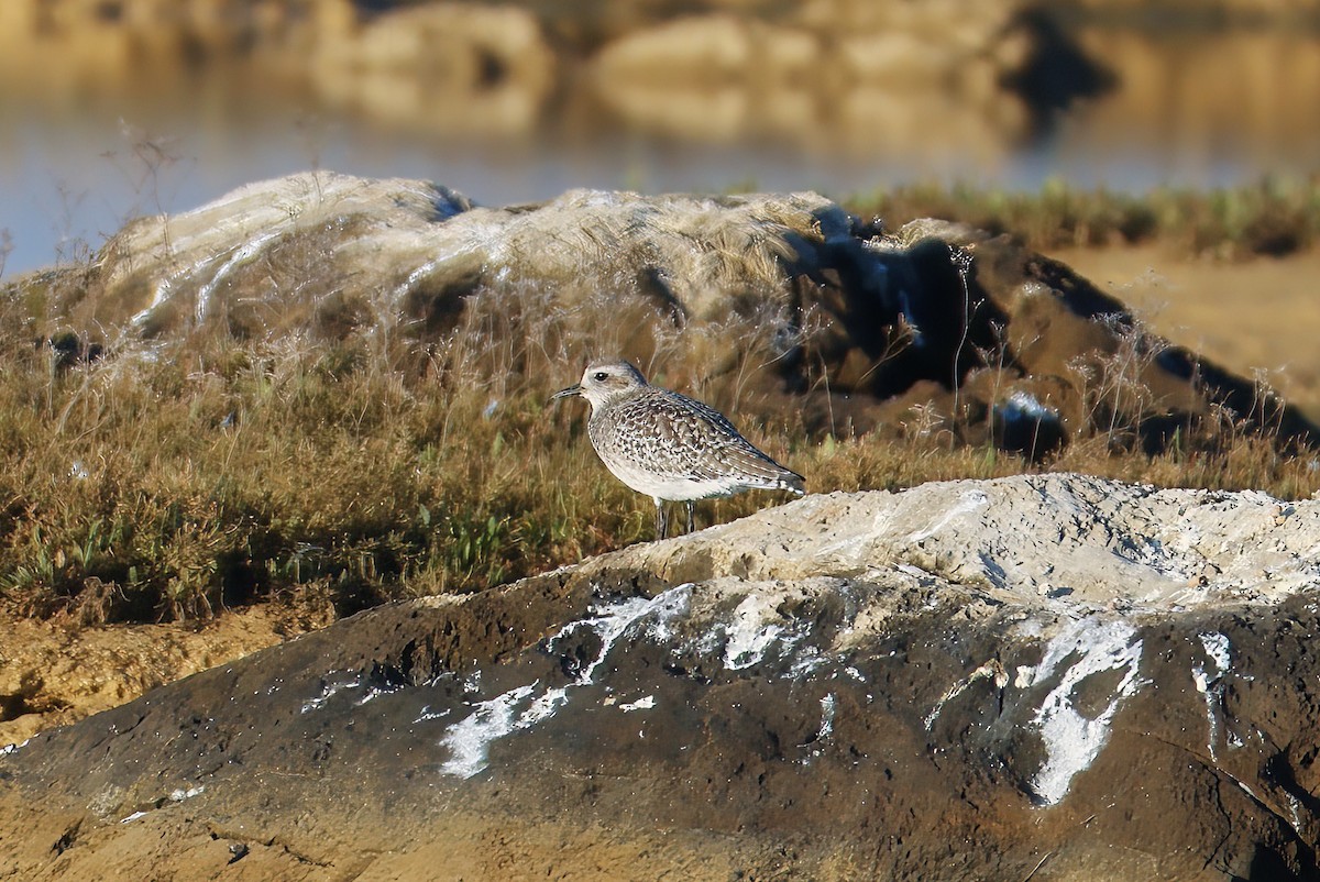 Black-bellied Plover - ML646185359