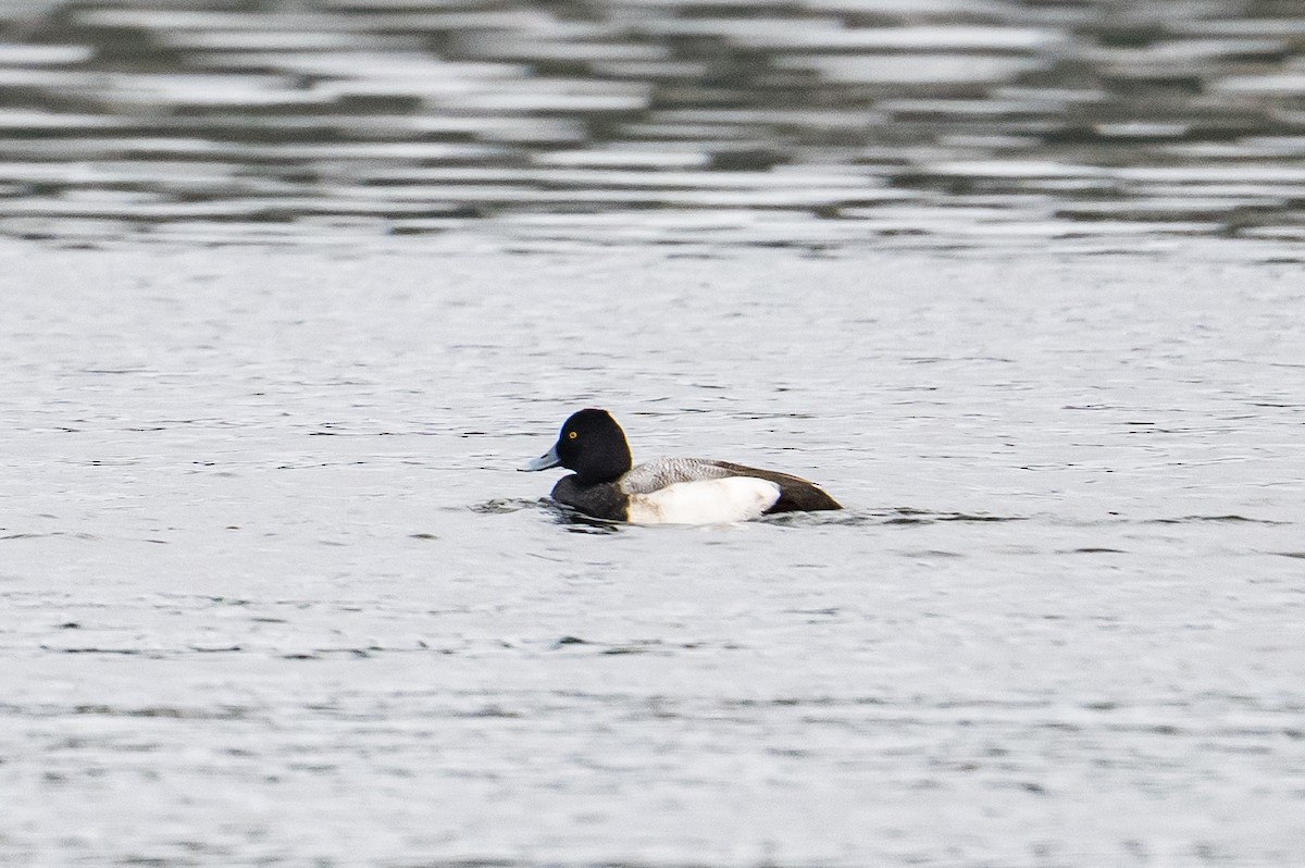 Lesser Scaup - ML646185360