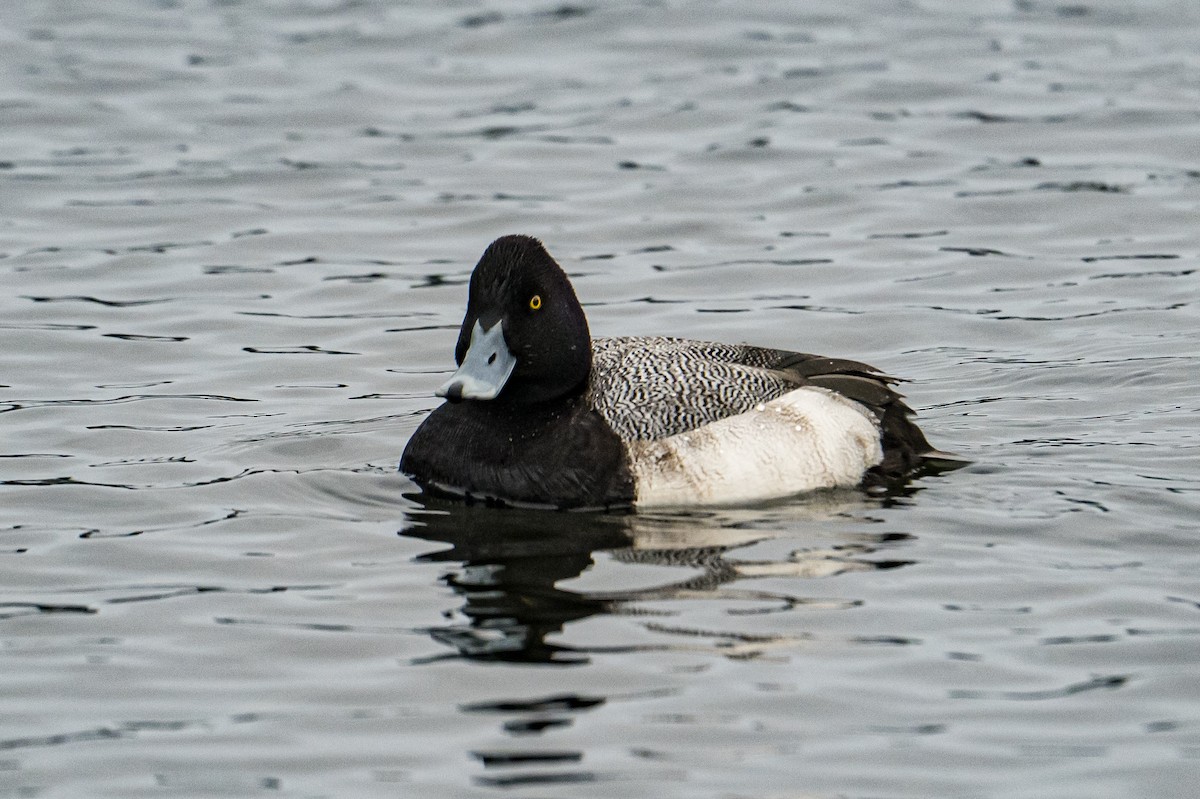 Lesser Scaup - ML646185361