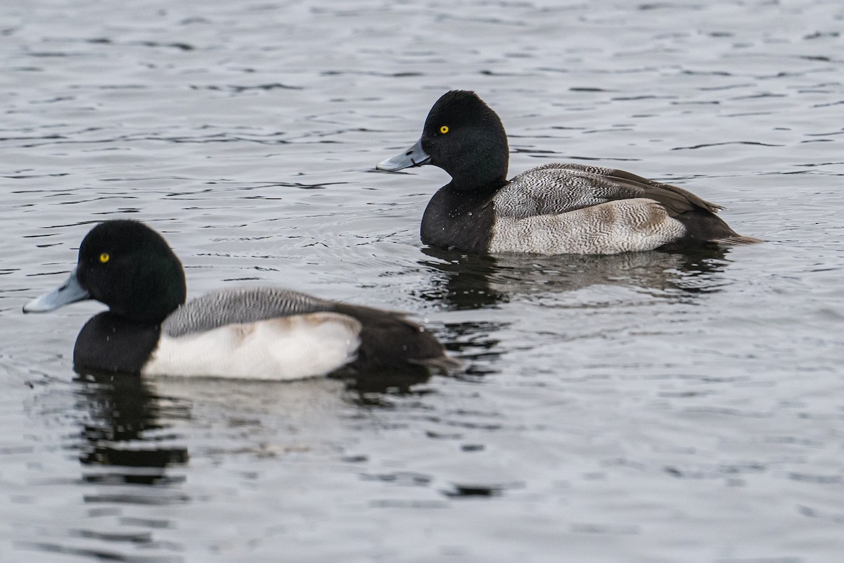 Lesser Scaup - ML646185362