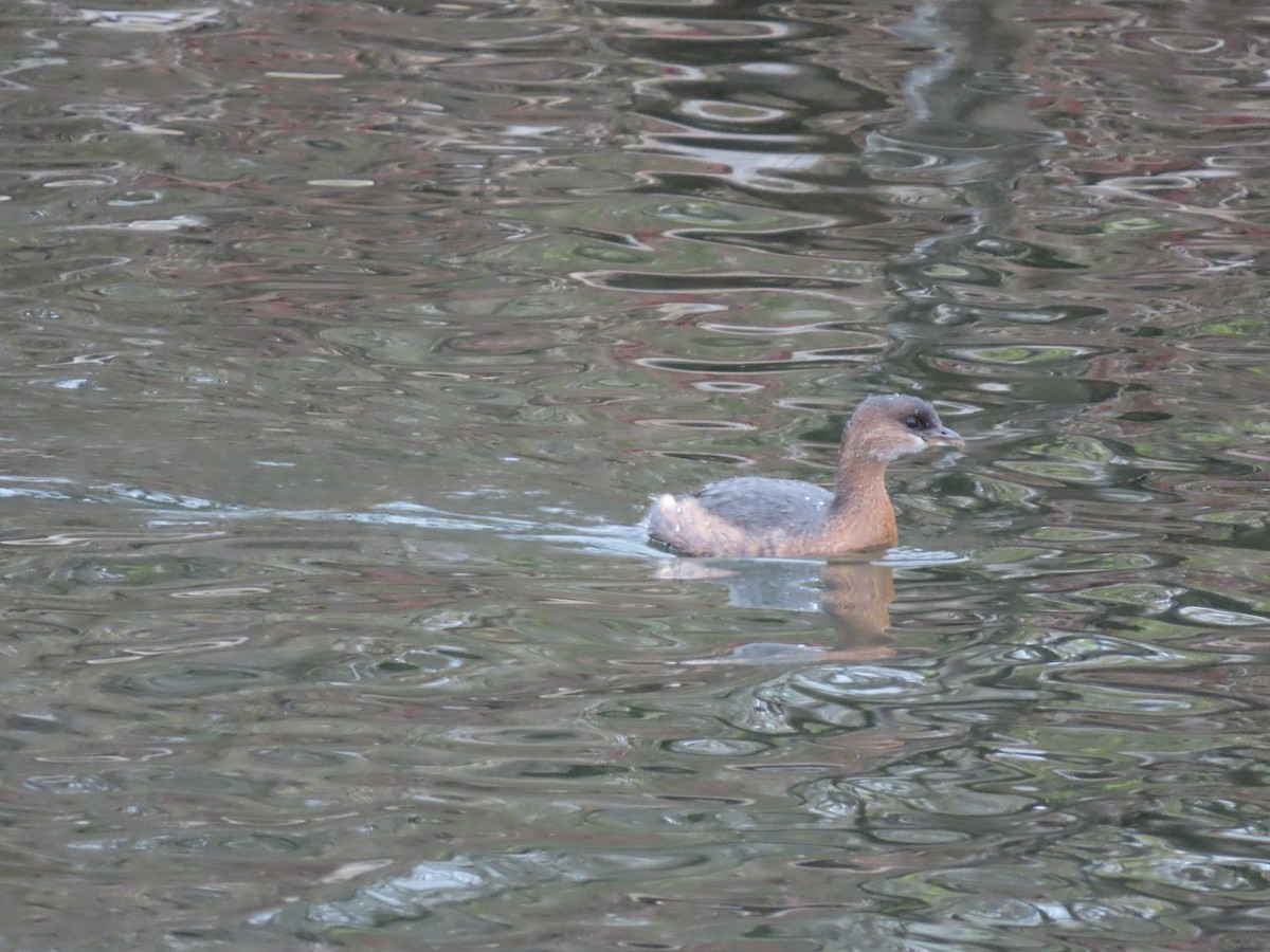 Pied-billed Grebe - ML646185363