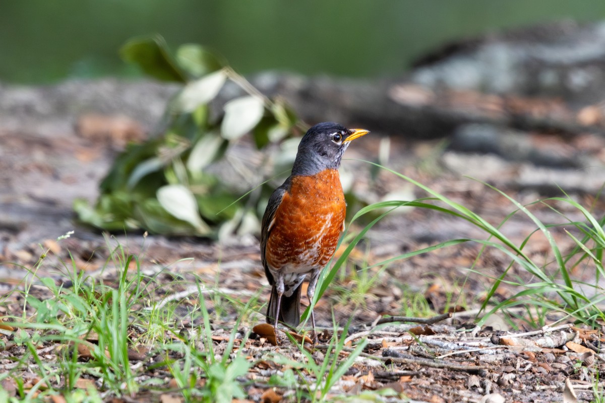 American Robin - ML646185364