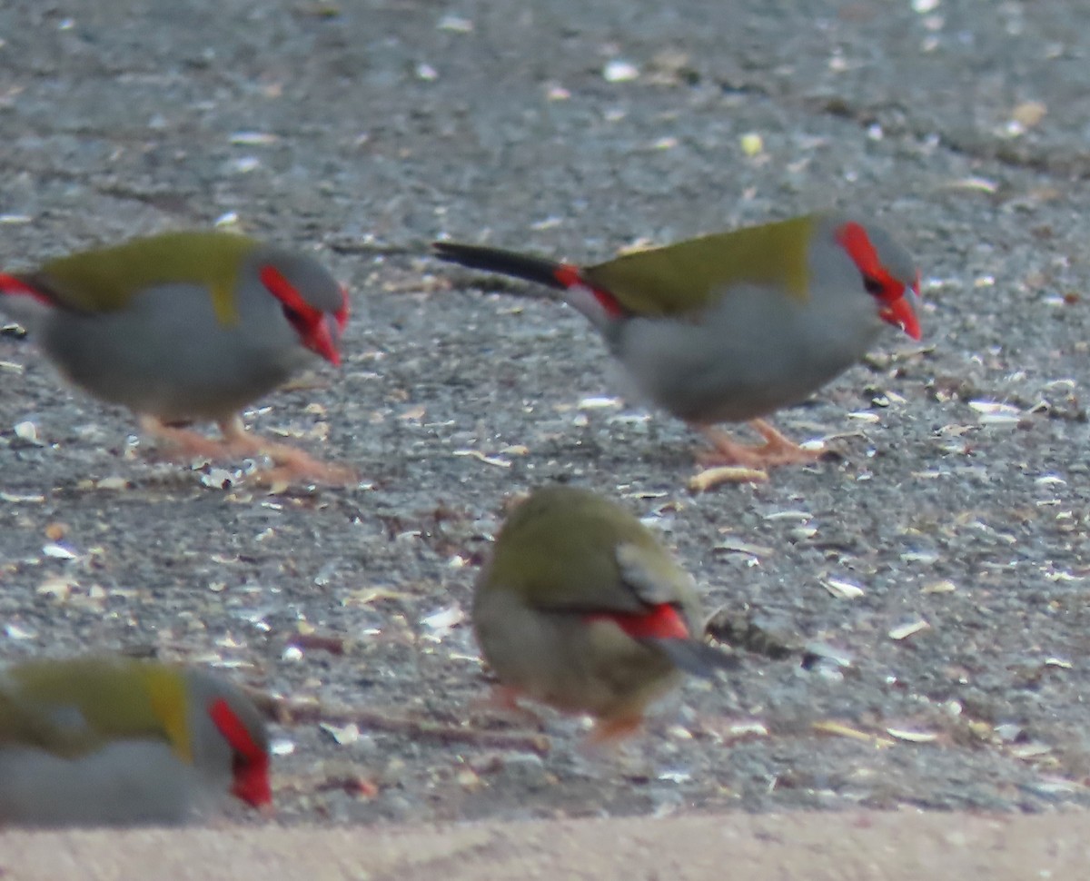 Red-browed Firetail - ML646185368