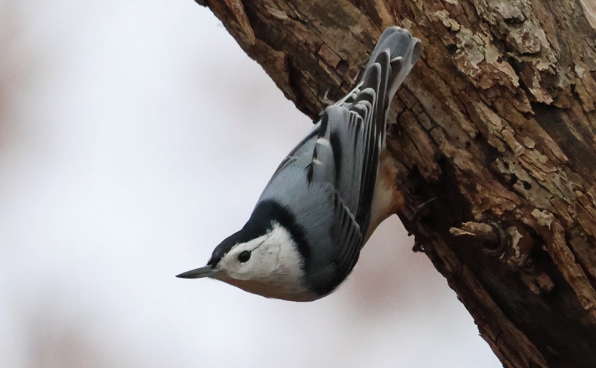White-breasted Nuthatch (Eastern) - ML646185369