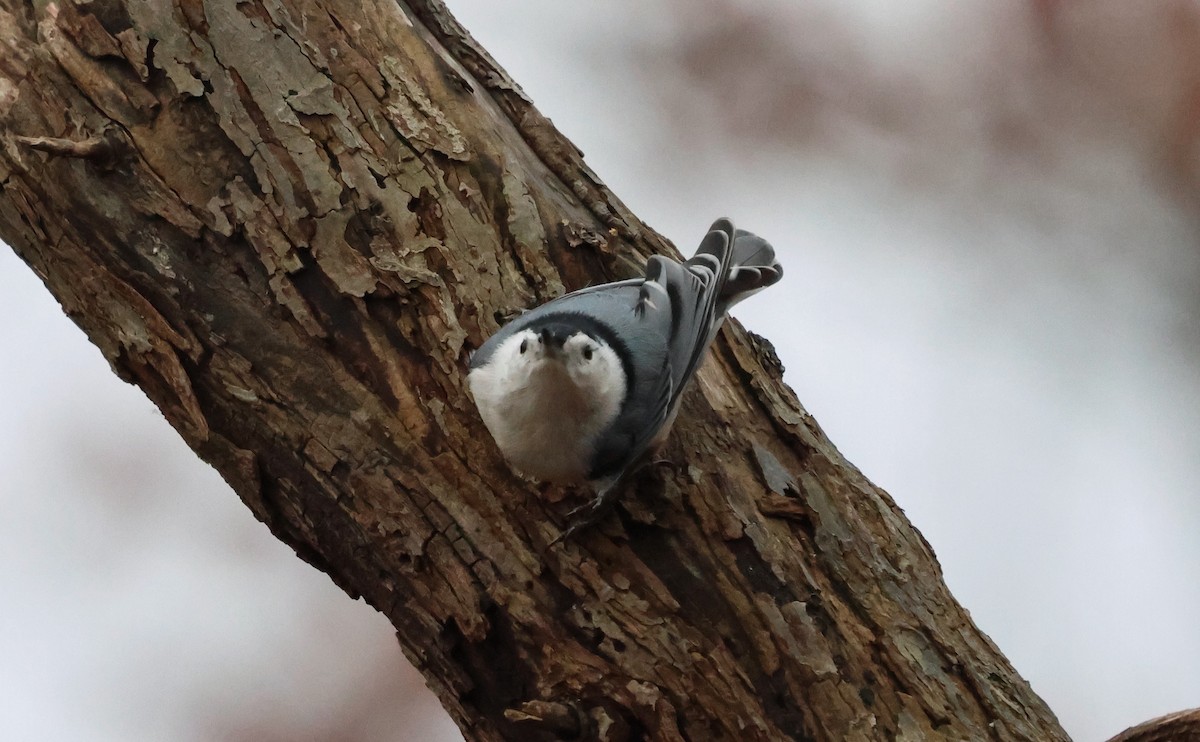 White-breasted Nuthatch (Eastern) - ML646185370