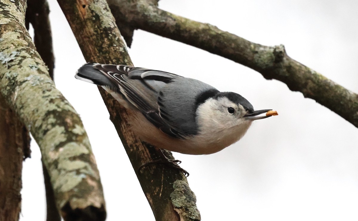 White-breasted Nuthatch (Eastern) - ML646185371
