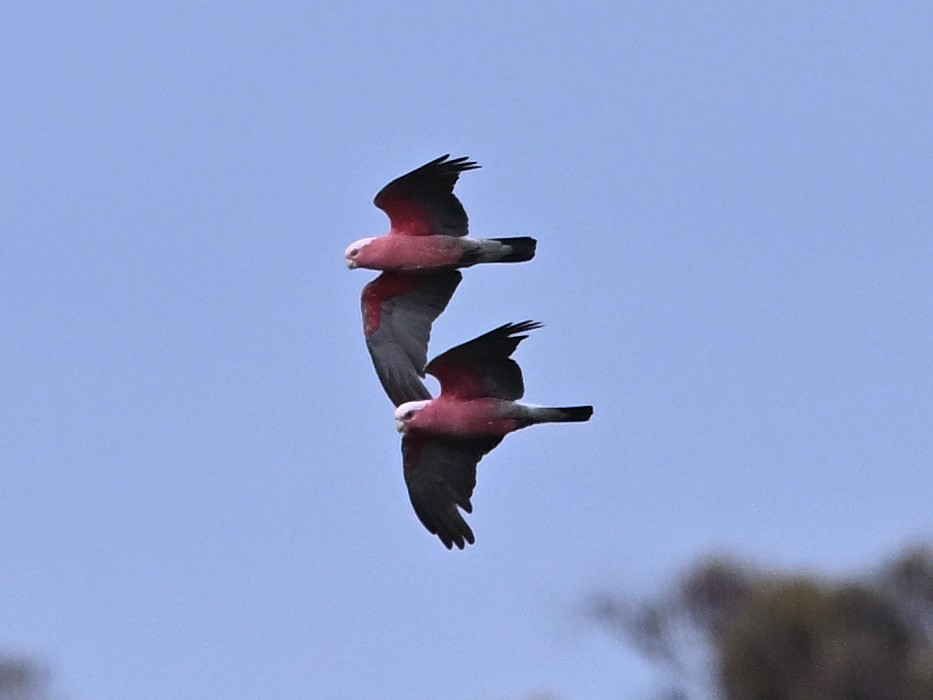 Galah - ML646185373
