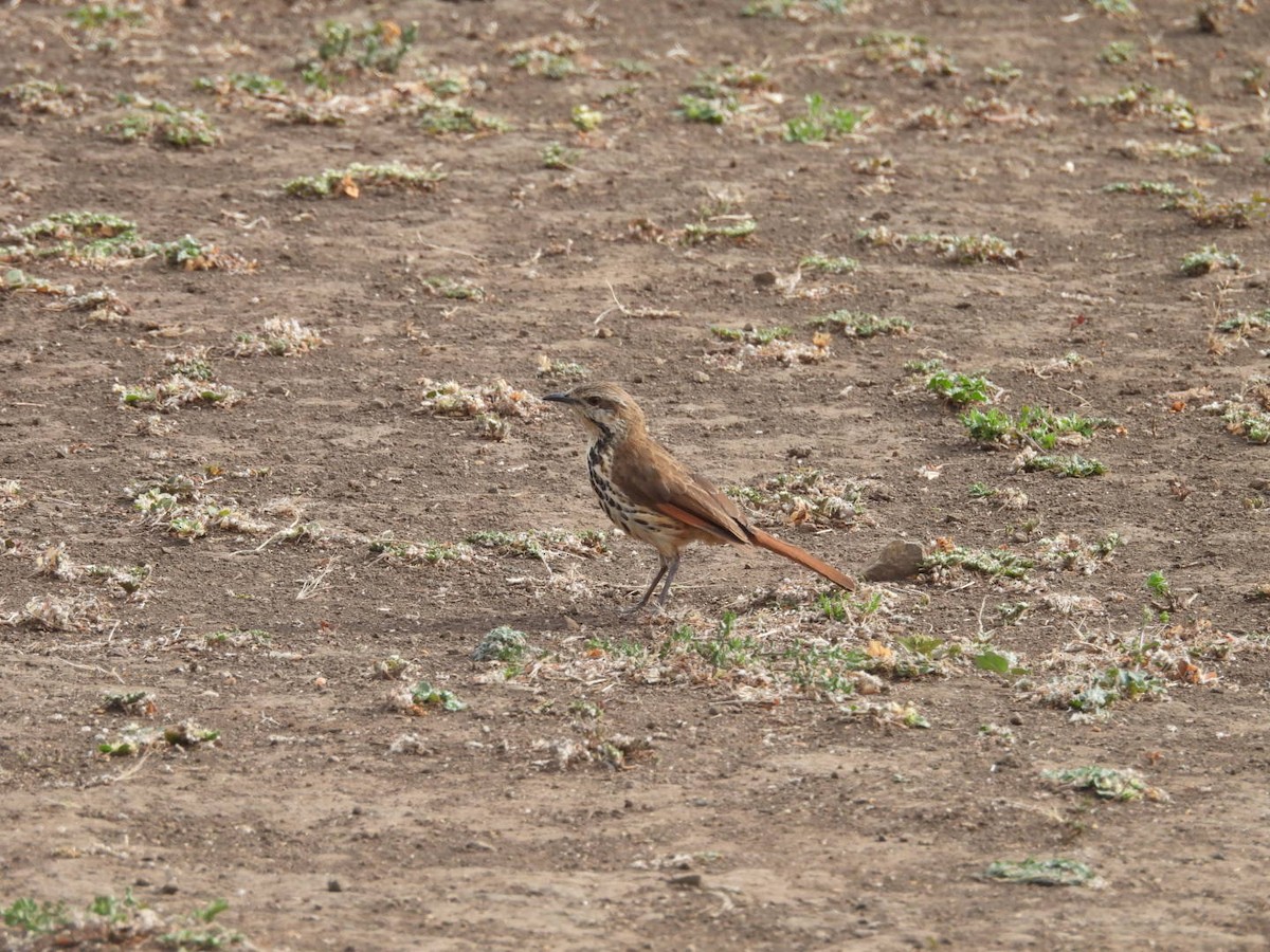 Spotted Morning-Thrush - ML646185374