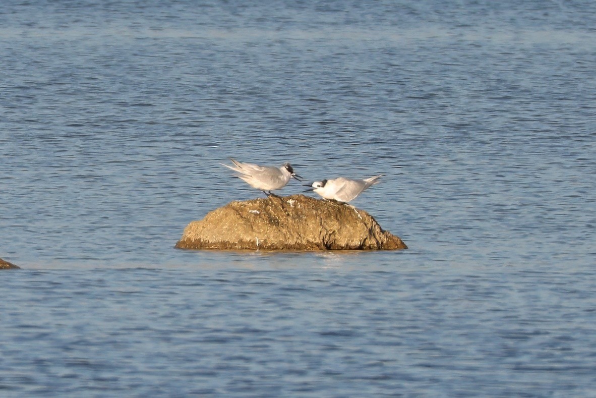 Sandwich Tern - ML646185375