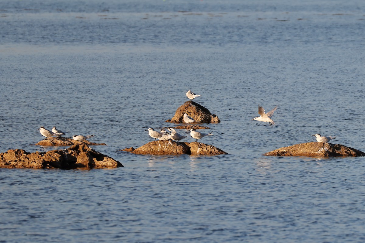 Sandwich Tern - ML646185376