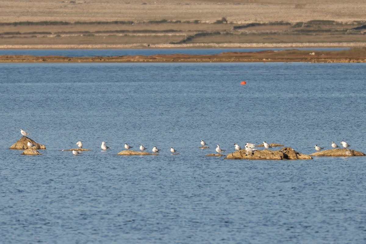 Sandwich Tern - ML646185377