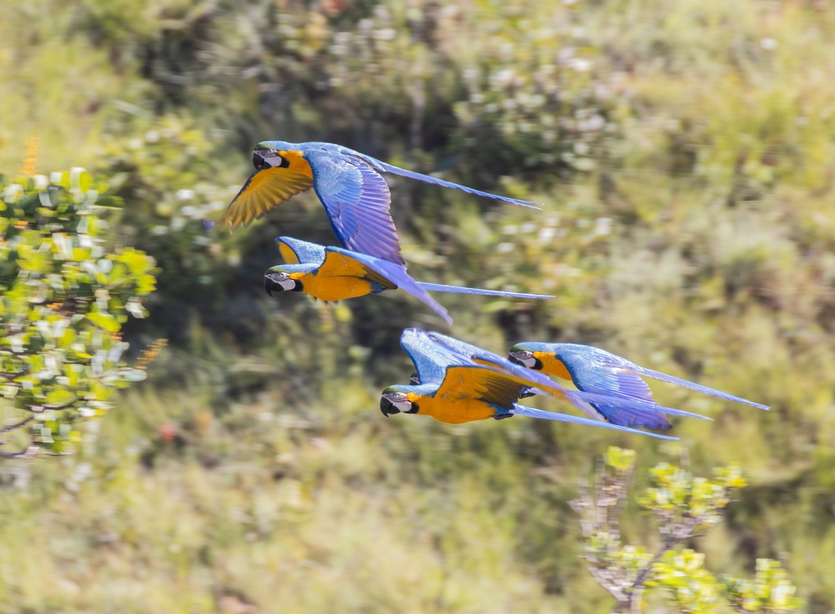Blue-and-yellow Macaw - ML646185378